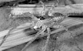 Check spelling or type a new query. Spiders The Generalist Super Predators In Agro Ecosystems Sciencedirect