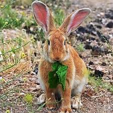 Make sure a rabbit is the culprit. Baits For Rabbits Rabbit Baits Havahart