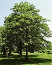 Image result for Quercus palustris