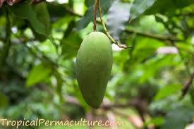 We did not find results for: Growing Mangoes And How To Grow Mango Trees From Seed