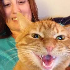 11 Reasons Your Crazy Cat Obsession Makes You Happier And Healthier