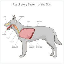 Most pups will dream and breath hard while sleeping. Dog Breathing Fast Heavy Panting Shallow Breathing Causes