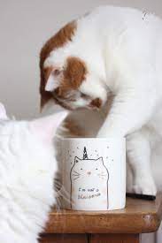 Bagarre de gitans à châteauroux: Comment Gerer L Arrivee D Un Nouveau Chat Dans La Maison