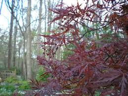 Acer palmatum 'coral pink' the coral pink japanese maple is a unique and very attractive acer palmatum with coral pink foliage which explode in the spring. Tamukeyama Japanese Maple Acer Palmatum Var Dissectum Tamukeyama From Taylor S Nursery