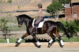 In many parts around the world, horse riding remains the most practical and reliable form of transport. Dressage Position 101 With Shannon Peters Dressage Today
