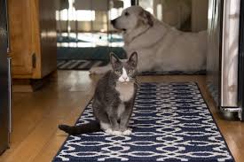 How to euthanize a dog or cat: How Will I Know It S Time Lap Of Love