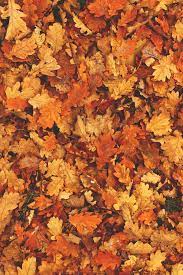 Autumn Fall Wallpaper Fall Backgrounds Tumblr Fall Background
