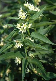 Image result for Vincetoxicum cernuum