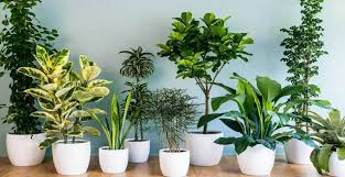 Top 10 Cây Cảnh Văn Phòng Phong Thủy Chiêu Tài, Rước Lộc