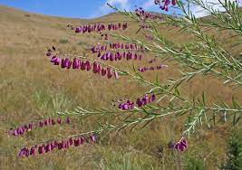 Purple Broom Besembos Bloukappie Ntshebele Ya Moru Polygala Virgata Plants By Wim Wybenga On 1481214707 Ispot Shrub Tha Plants Shrubs Golden Gate