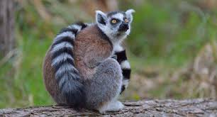 Lemur Nedir Ozellikleri Nelerdir Izmir De Yeni Dogan Lemur Yavrusu Ilgi Odagi Oldu