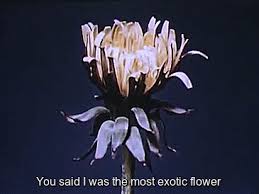 Jan 19, 2021 · both these plants flower in response to cool temperatures and short days in fall and winter. You Said I Was The Most Exotic Flower On We Heart It