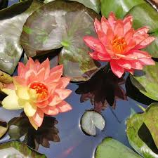 Image result for Nymphaea heudelotii