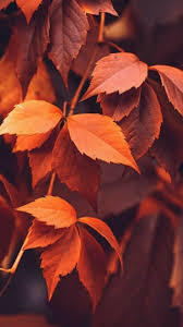 Yaprak Resmi Sonbahar