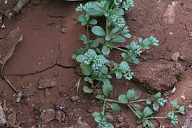 Image result for Polycarpon prostratum