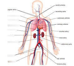 Bodytomy provides a labeled iliac artery diagram to help you understand the anatomy and function there's an inverse relationship between the length of the common iliac and the internal iliac arteries. The Major Arteries Part 1 Diagram Quizlet