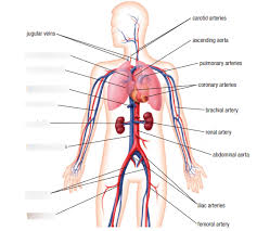 Labels include cephalic vein, brachial artery/vein, basilic vein, musculoskeletal nerve, ulnar note the names of the major veins and arteries involved.(e.g., carotid arteries and jugular veins for anatomy of the knee, knee bones, knee muscles knee arteries knee veins and nerves looking into. The Major Arteries Part 1 Diagram Quizlet