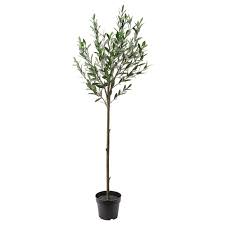 Adding an artificial olive tree is a trendy way to add greenery into your decor. Ikea Fejka Artificial Potted Plant Indoor Outdoor Olive Tree Lifelike Artificial Plant That Remain Artificial Potted Plants Potted Trees Olive Tree Indoor