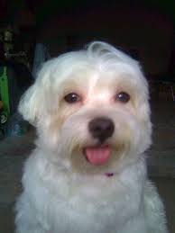 Hello, I'm Babe the Maltese and I'm up for adoption! I may be an  eleven-year-old boy, but am still very much active! I'm inquisitive and I'm  really interested in getting to know