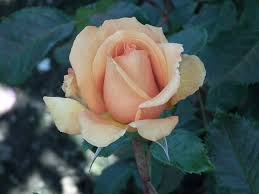 Simply the best flowers ellesmere port. Simply The Best Macamster Hybrid Tea Parkside Nursery Rose Growers