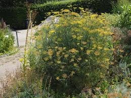 Image result for Foeniculum vulgare