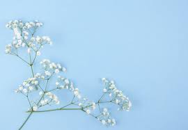 Overhead View Of Baby Breath Flowers On Colored Backdrop In 2020 Babys Breath Vector Photo Backdrops