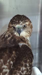 As you can imagine, our animal care staff and volunteers do up to 20 loads  of laundry a day in the rehabilitation clinic! We are currently running low 