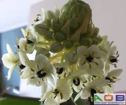 Image result for Ornithogalum flexuosum