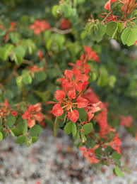 Image result for Bauhinia galpinii