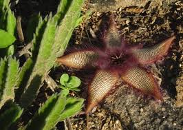 Image result for Stipularia africana