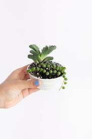 Diy Plant Shelf Display Ikea Hack Ctrl Curate Diy Plants Plant Shelves Plants