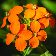 Check spelling or type a new query. Real Gardens Grow Natives Design Plant And Enjoy A Healthy Northwest Garden