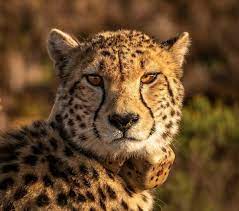 صور تحتوي الفهد عالم الحيوان المفترس صورة قطة كبيرة cheetah pictures animals beautiful animals