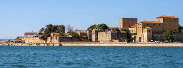 Image result for Faroa involucrata