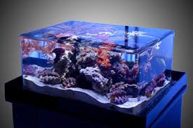 The Best Rimless Aquarium Tanks These Will Blow You Away Has been sitting in the garage for a bit so will need a good cleaning.