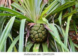 Image result for Pandanus odoratissimus