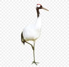 Cartoon Red Crowned Crane Silhouette Png 414x800px Cartoon Animation Art Beak Bird Download Free Watch online and download mr.