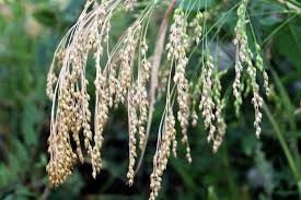 Image result for Panicum miliaceum