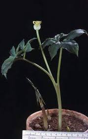 Image result for Arisaema mildbraedii