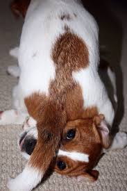 World Championship Wrestling Jack Russell Style Jack Russell Dogs Jack Russell Jack Russell Puppies