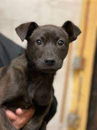 I don't know of any shelters that have pups free for adoptions. Dogs For Adoption Near New Jersey Nj Petfinder