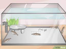 7 Ways To Know How Many Fish You Can Place In A Fish Tank