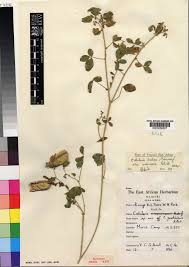 Image result for Blepharis stuhlmannii