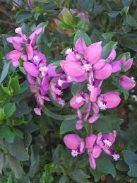 Image result for Polygala marensis