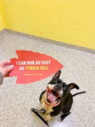 Community and corporate sponsors 5445 parallel parkway kansas city, ks 66104 Chiefs Player Pays It Forward For Shelter Animals After Super Bowl Win Abc News