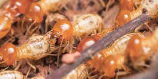 Termites are the most destructive pests you'll never see. 72e34ryvxxyqsm