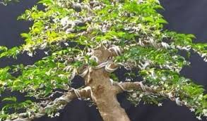 Beli pohon anting putri berkualitas harga murah august 2021 di tokopedia! Mau Tau Harga Bonsai Terupdate Cek Disini Beserta Jenisnya Aplikasi Pertanian Media Agribisnis Gdm Agri