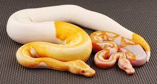 Dreamsicle Lavender Albino Piebald Corn Snake Ball Python Snake
