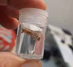 Fiscais agropecuários encontram insetos em embalagens de madeira no Porto de Santos