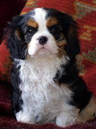 Cavalier Puppy By Odessa Cavalier Puppy King Charles Cavalier Spaniel Puppy King Charles Dog